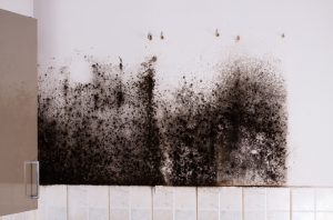 mold remediation in Long Isand